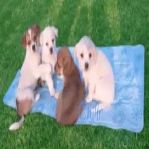 Cooling Mat For Dogs